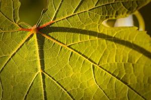 dramatisch lit druif blad Aan de Liaan foto