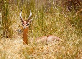 mooi resting gazelle foto