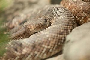 resting western diamondback ratelslang foto