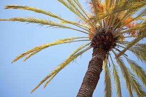 palm boom tegen de blauw lucht foto