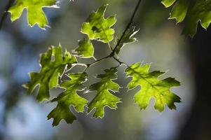 verlicht eik bladeren foto