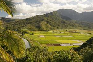 hanalei vallei en taro velden foto