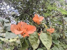 creatief lay-out bougainvillea glabra van oranje bloem en groen blad. natuur concept foto