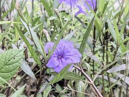 visie van ruellia tuberosa bloem met groen bladeren achtergrond foto