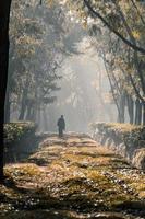 Aan een mistig ochtend, een persoon wandelen langs een boom tuin weg foto