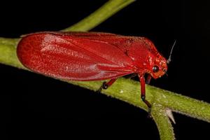 volwassen rood froghopper-insect foto