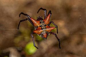 volwassen vrouw orbweaver foto