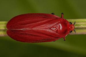 volwassen rood froghopper-insect foto