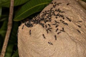 nest van lang getailleerd honing wespen foto