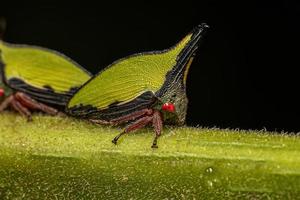 volwassen buffalo treehopper foto