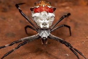 volwassen vrouwelijke zilveren tuinorbweaver foto