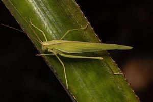 volwassen phaneropterine katydid foto