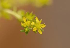 muurpeper fabriek bloem foto