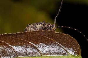 volwassen Longhorn kever foto