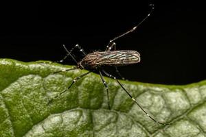 volwassen vrouwelijke culicine mug insect foto