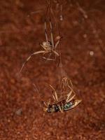 vrouw volwassen bruin weduwe spin azen Aan een volwassen metalen tijger kever foto