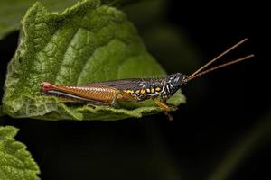 volwassen spurthroat tandenstoker sprinkhaan foto