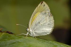 volwassen gestreepte gele vlinder foto