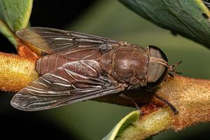 volwassen paard vlieg insect foto