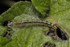 kleine groene rups foto