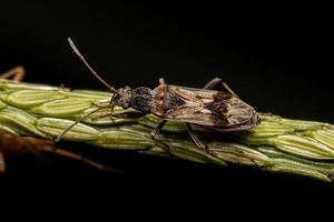 volwassen vuilkleurige zaadwants foto