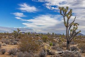 afbeelding van joshua boom nationaal park met cactus bomen in Californië gedurende de dag foto