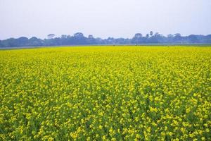 mooi geel bloeiend koolzaad bloem in de veld- natuurlijk landschap visie foto