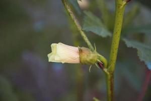 mooi Dames vinger bloem knop met wazig achtergrond foto