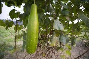 groen fles bewaker hangende Aan de tuin boom Afdeling foto