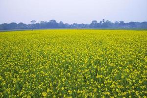 mooi geel bloeiend koolzaad bloem in de veld- natuurlijk landschap visie foto