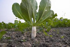 wit radijs groeit in de veld- met groen bladeren foto