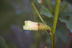 mooi Dames vinger bloem knop met wazig achtergrond foto