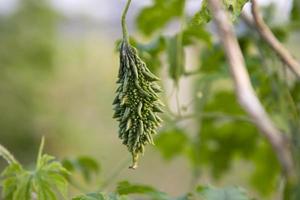 bitter kalebas of bloemkroon rauw gezond groente hangende Aan de tuin boom met de wazig achtergrond foto