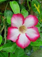 mooi rood en wit bloem bunga kamboja japans adenium zwaarlijvig bloeiend in de tuin foto