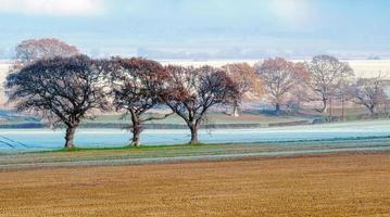 eik bomen in een ijzig Engels landschap foto