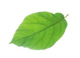 groen blad van plukenetia volubilis, sacha inch, sacha pinda Aan wit achtergrond. foto