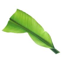 groen banaan gekruld blad geïsoleerd Aan wit achtergrond. foto