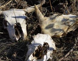 geknaagd koe schedels lit door de zon liggen in de droog gras foto