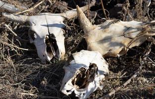 drie koe schedels zijn verspreide in vervaagd verwelkt gras. geknaagd botten helder lit door zon in de buurt de slachthuis. concept van dood, verwelken foto