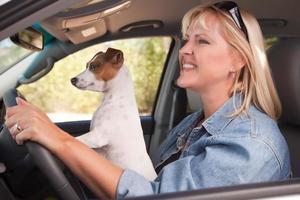 Jack Russell Terrier genieten van een autorit foto