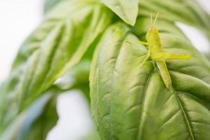 mooi klein groen sprinkhaan detailopname resting Aan basilicum bladeren. foto