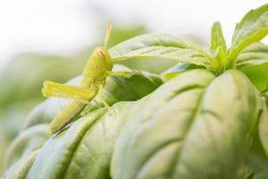 mooi klein groen sprinkhaan detailopname resting Aan basilicum bladeren. foto