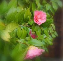 ongelooflijk mooi rood camelia - camelia japonica, bekend net zo gemeenschappelijk camelia of Japans camelia. foto