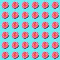 naadloos ritme patroon met teder roze gerbera bloemen Aan pastel blauw achtergrond. foto