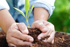 boom groeit met hand, eco aarde dag, opslaan wereld, opslaan aarde, Gaan groen foto