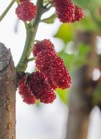 moerbei op boom is bessen in de natuur foto