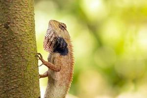 type van kameleon in de tuin van Thailand. foto