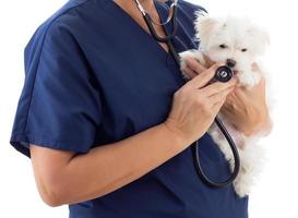 vrouw dierenarts met stethoscoop Holding jong Maltees puppy geïsoleerd Aan wit foto