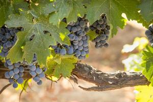 mooi weelderig wijn druif bushels in de wijngaard foto