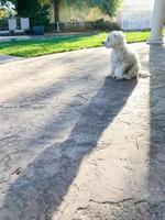 schattig Maltees puppy zittend Aan patio in terug werf van huis foto